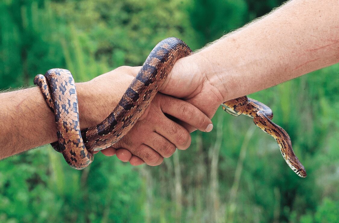 Two people shake hands outdoors while a brown and black snake is wrapped around their arms, highlighting a moment of connection at a Conservancy event, with lush greenery blurred in the background.