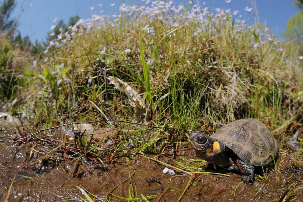 How Could an Upcoming US Supreme Court Decision Impact Amphibians and ...