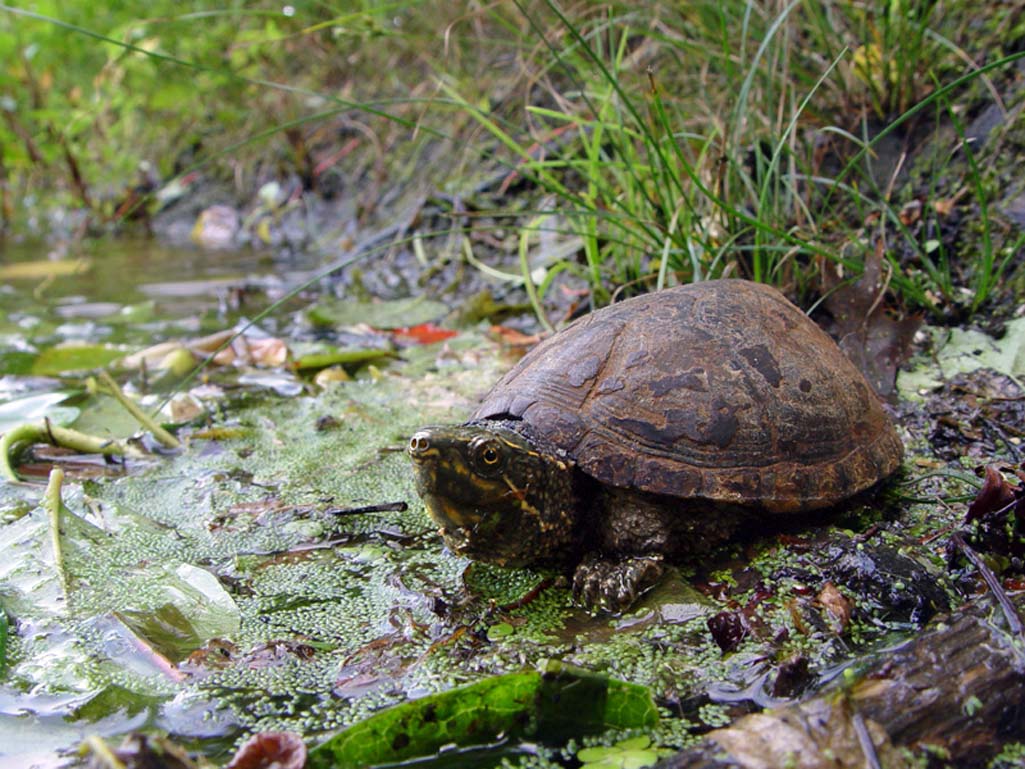 ARC Athlete: Jacob Murrie - Amphibian and Reptile Conservancy