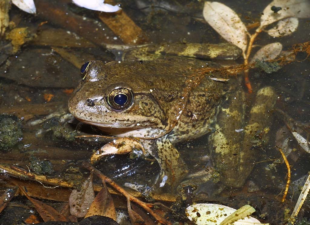 Silenced by Suppression: The Role of Fire in Amphibian and Reptile ...