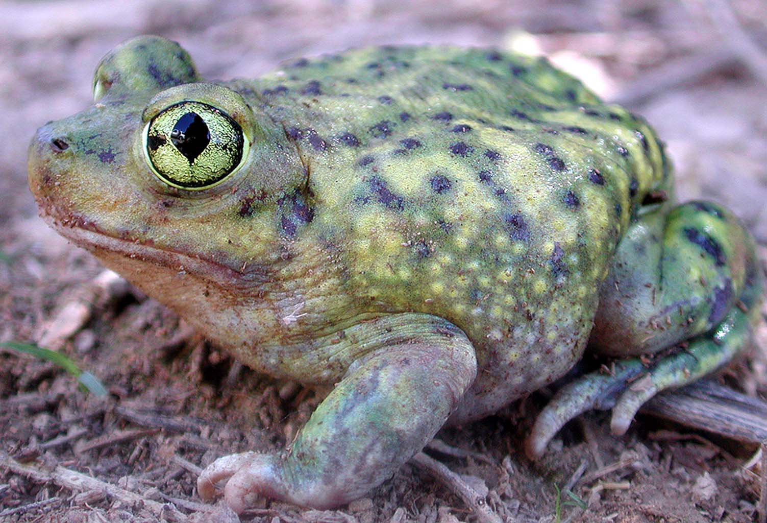 A close-up of a green and brown spadefoot toad, an amphibian, sitting on dirt, showing its large, bright green eye with a vertical pupil and bumpy, textured skin with dark spots.