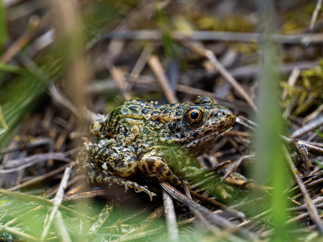 Drought Resistant: Helping Amphibians Weather the Storm When There’s No ...