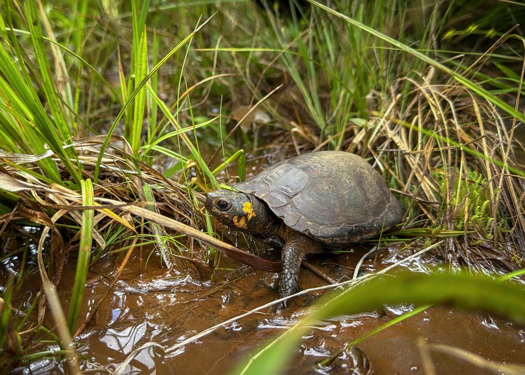 The Power of Landowners: Amphibian and Reptile Protection Beyond ...
