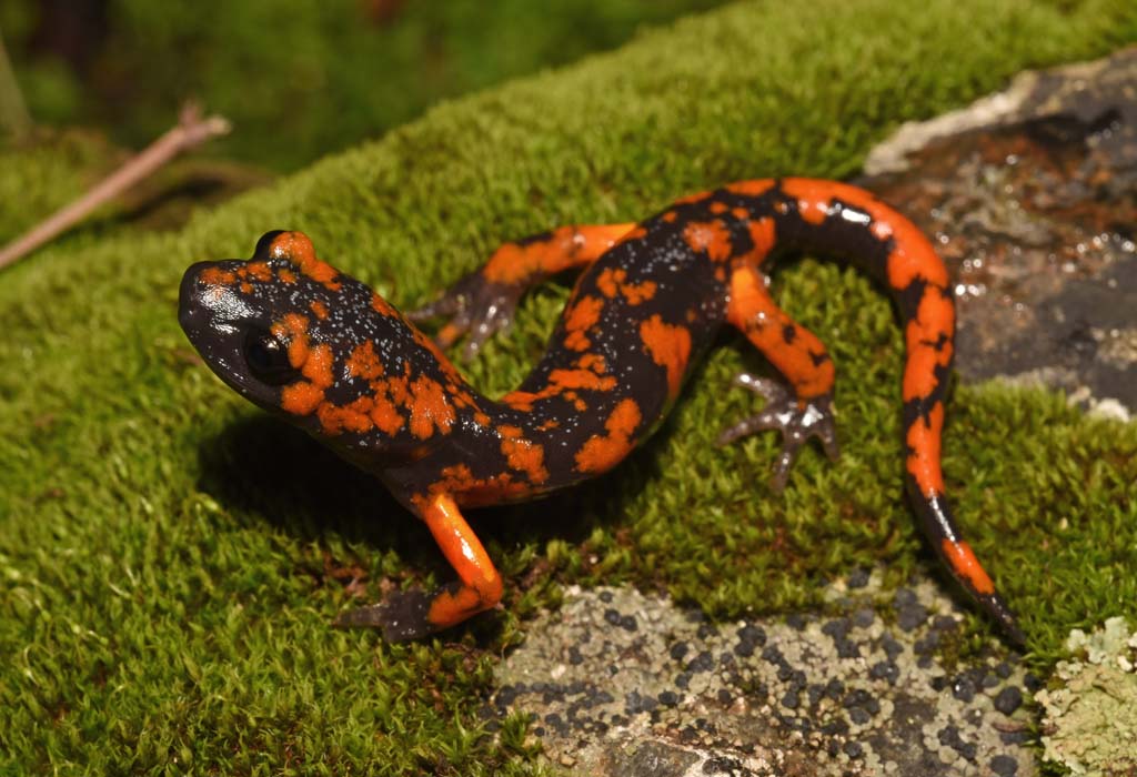 Sierra Nevada ensatina © Kevin Hutcheson