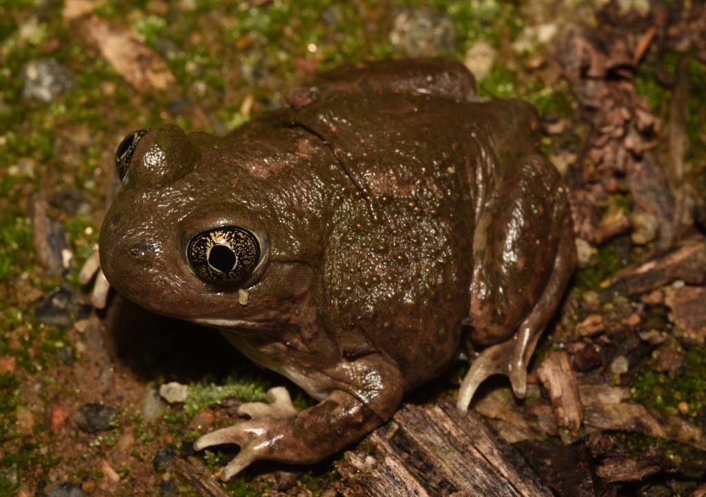 Western Spadefoot