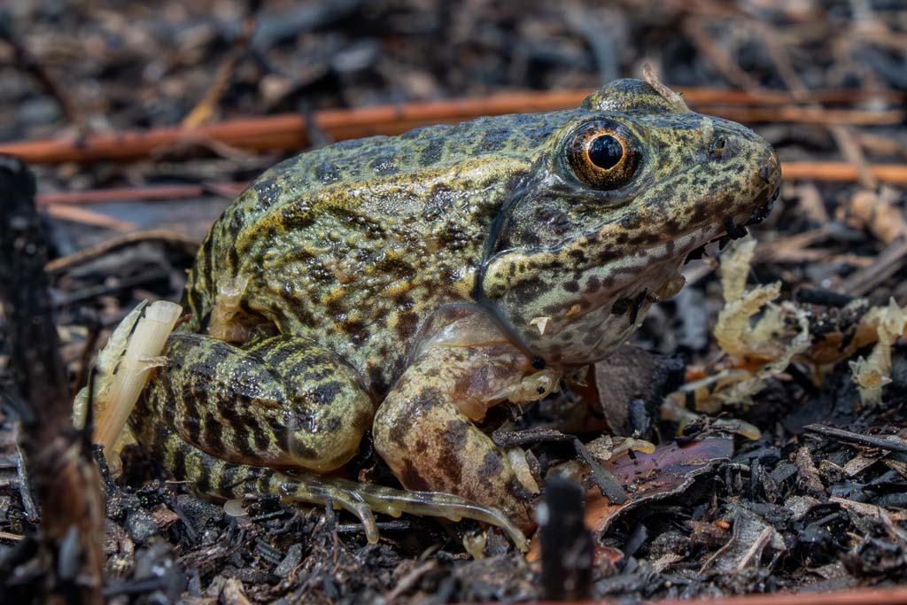 Frog Protection Mapping Amphibian and Reptile Protection from Coast to Coast ...